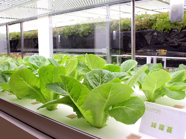 植物照明市場將進入增長期 四個關鍵點需注意 植物照明市場將進入增長期 四個關鍵點需注意