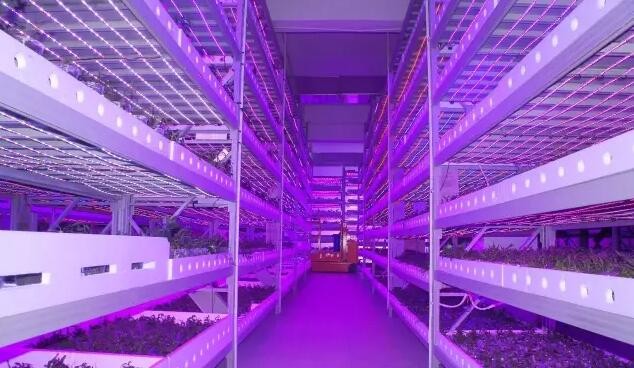 植物照明市場將進入增長期 四個關鍵點需注意 植物照明市場將進入增長期 四個關鍵點需注意