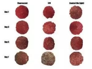 4、LED燈照延長肉品最佳色澤度時間