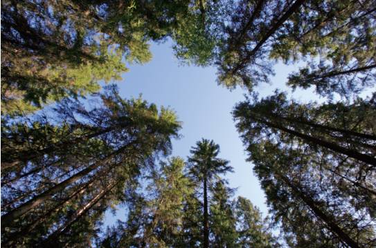 松堡王國(guó):頂級(jí)芬蘭松鑄就孩子的美好城堡 松堡王國(guó):頂級(jí)芬蘭松鑄就孩子的美好城堡