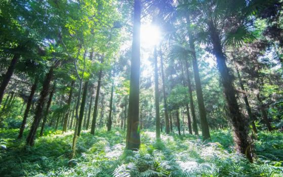 智閣環保生態板:你的健康,我們守護 智閣環保生態板:你的健康,我們守護