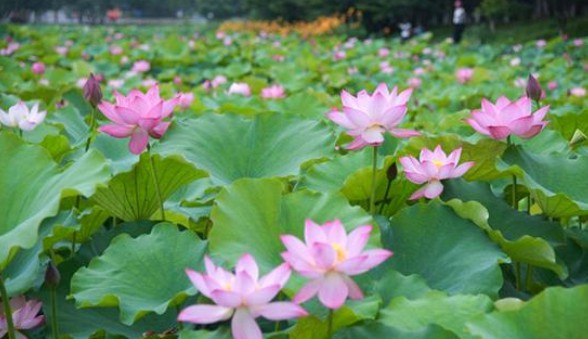 端午節還在掛艾草？不如試試空氣凈化器